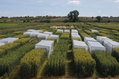 ¿Puede una ola de calor preparar el trigo para la siguiente?