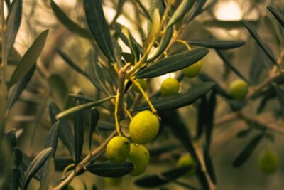 El Gobierno modifica la norma de calidad de los aceites de oliva y de orujo